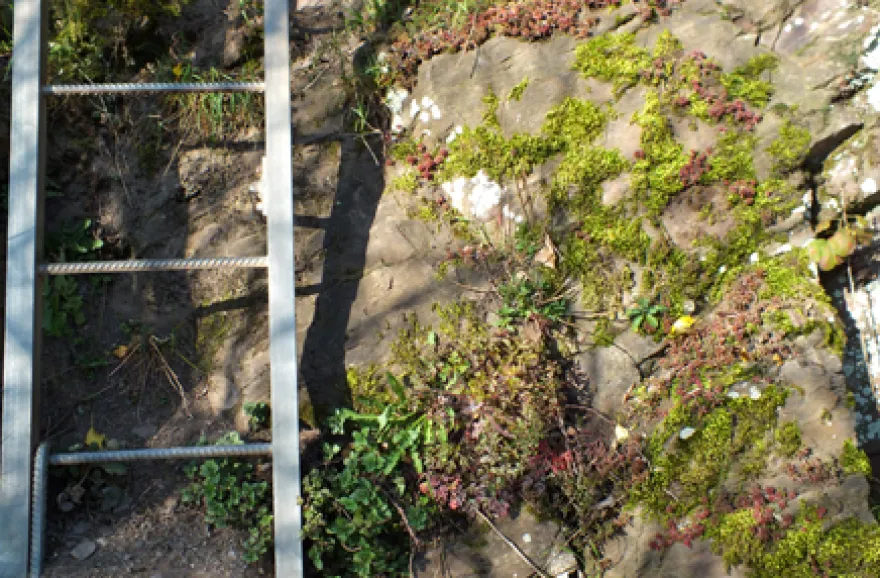 Weinbergwanderung mit Klettersteig an der Mosel