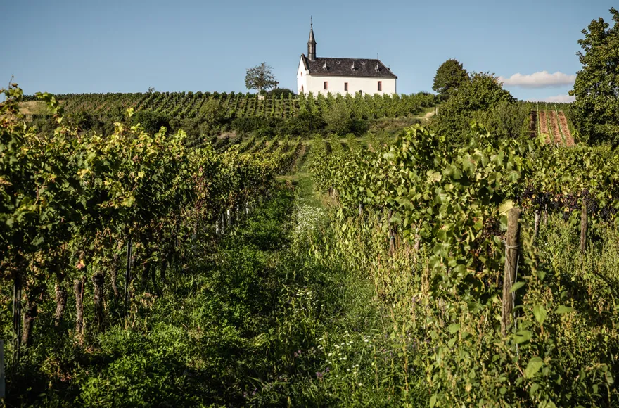 Weinbergwanderung mit Verkostung Worms