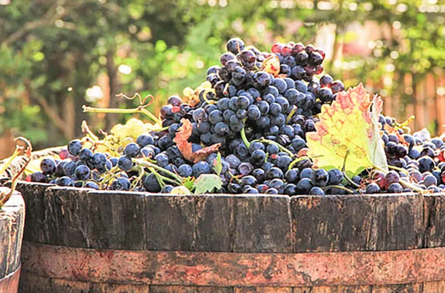 Weinbergwanderung mit Verkostung Schriesheim (alkoholfrei)