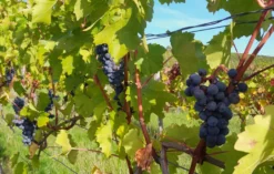 Weinbergwanderung mit Weinprobe Guldental