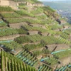 Weinbergwanderung mit Winzer im Ahrtal