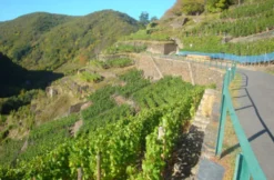 Weinbergwanderung mit Winzer im Ahrtal
