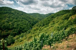 Weinbergwanderung Oberwesel