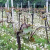 Weinbergwanderung Schriesheim mit Rebschnitt