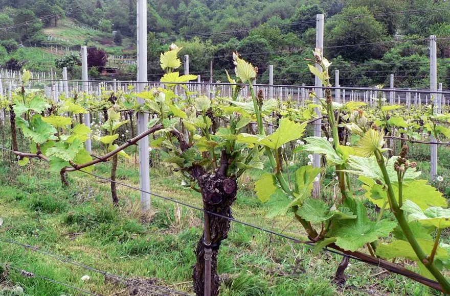 Weinbergwanderung Schriesheim mit Rebschnitt