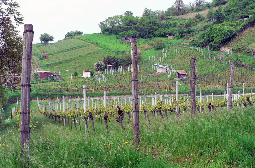Weinbergwanderung Schriesheim mit Rebschnitt