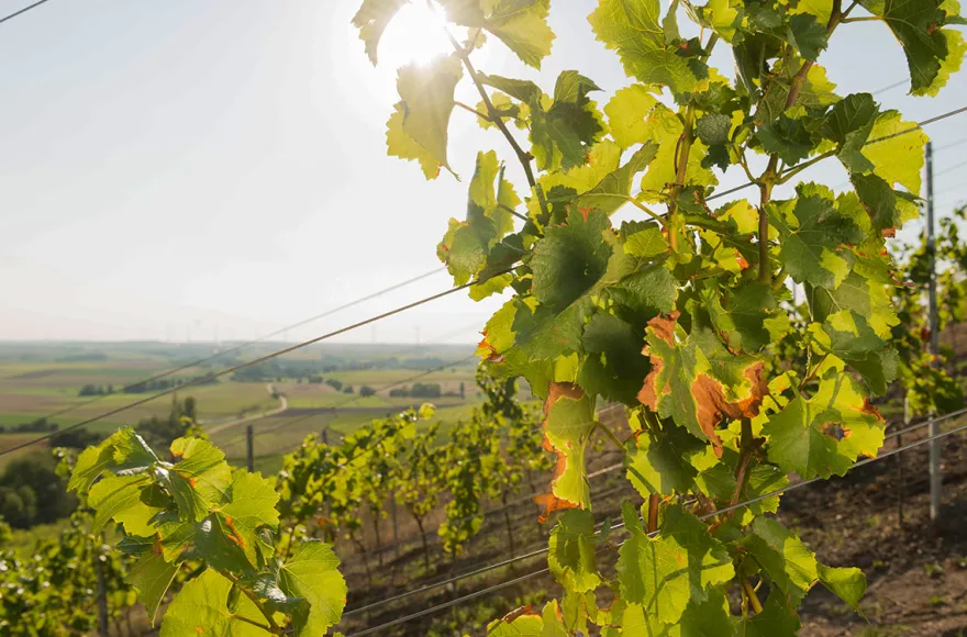 Weinbergwanderung Ulsenheim mit Verkostung und Brotzeit
