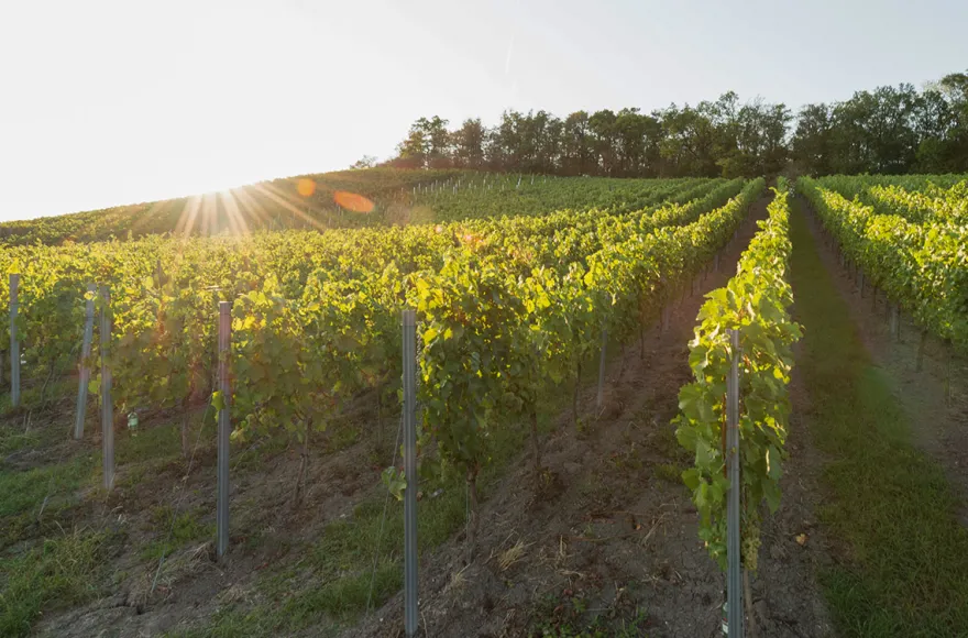 Weinbergwanderung Ulsenheim mit Verkostung und Brotzeit
