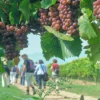 Weinbergwanderung Volxheim mit Verkostung
