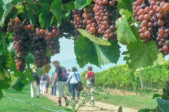 Weinbergwanderung Volxheim mit Verkostung