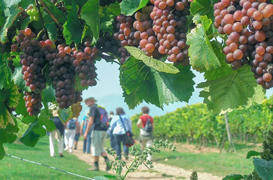 Weinbergwanderung Volxheim mit Verkostung