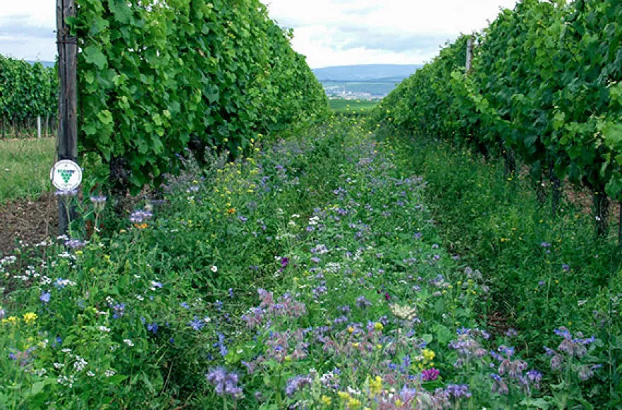 Weinbergwanderung Volxheim mit Verkostung