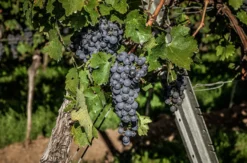 Weinbergwanderung & Weinprobe Raum Heidelberg für 2