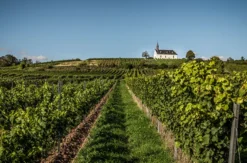 Weinbergwanderung & Weinprobe Raum Heidelberg für 2