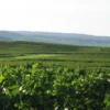 Weinprobe online