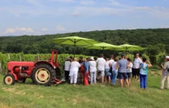 Weinprobe Schweinfurt