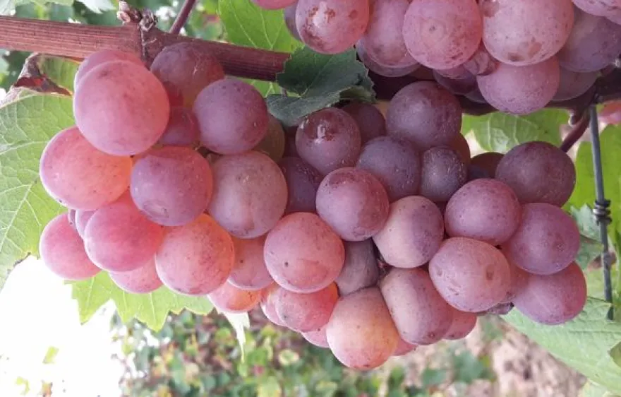 Weinreise Mesenich für 2 (2 Nächte)