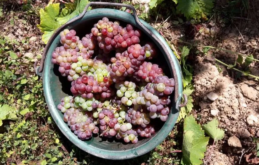 Weinreise Mesenich für 2 (2 Nächte)