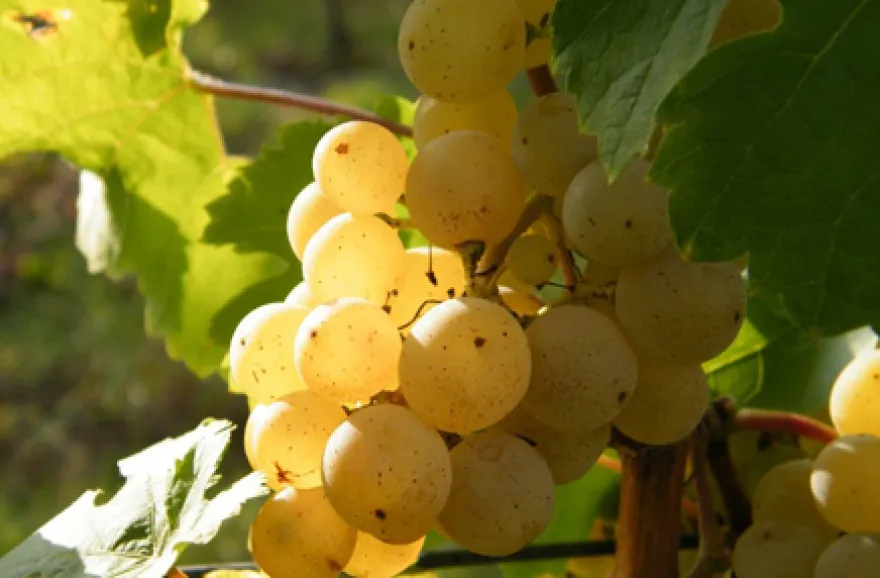 Weinseminar für Einsteiger