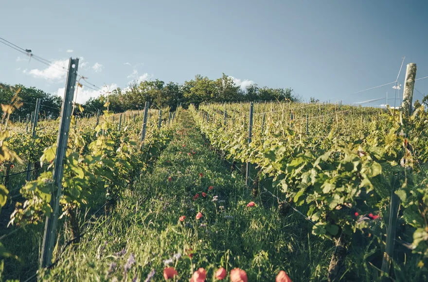Weinseminar für Einsteiger Markt Nordheim