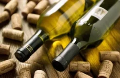 Weinseminar für Genießer