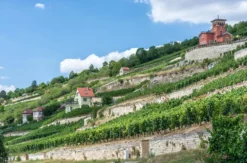 Weinseminar Rotkäppchen Erlebniswelt Freyburg