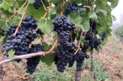 Wein Tasting München (Bayerische Tapas)