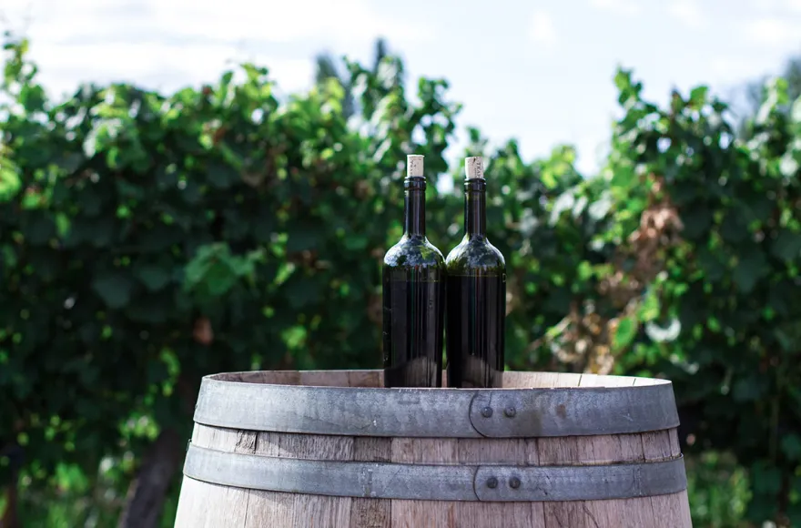 Wein Tasting Stuttgart Bad Cannstatt