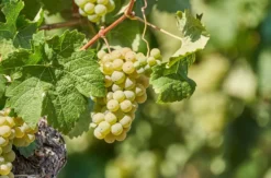 Weintour mit Weinverkostung Sankt Aldegund