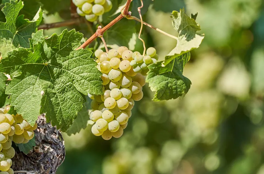 Weintour mit Weinverkostung Sankt Aldegund