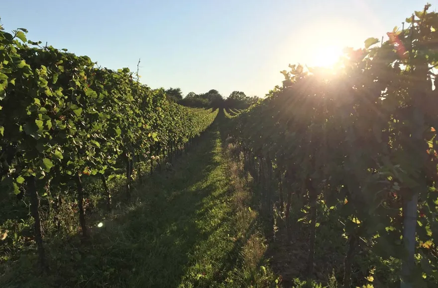 Weinverkostung mit Übernachtung in Rheinhessen für 2
