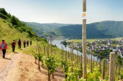 Weinwanderung Cochem