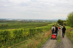 Weinwanderung Flörsheim-Dalsheim