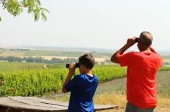 Weinwanderung Flörsheim-Dalsheim