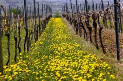 Weinwanderung Ingelheim am Rhein für 2 (2,5 Std.)