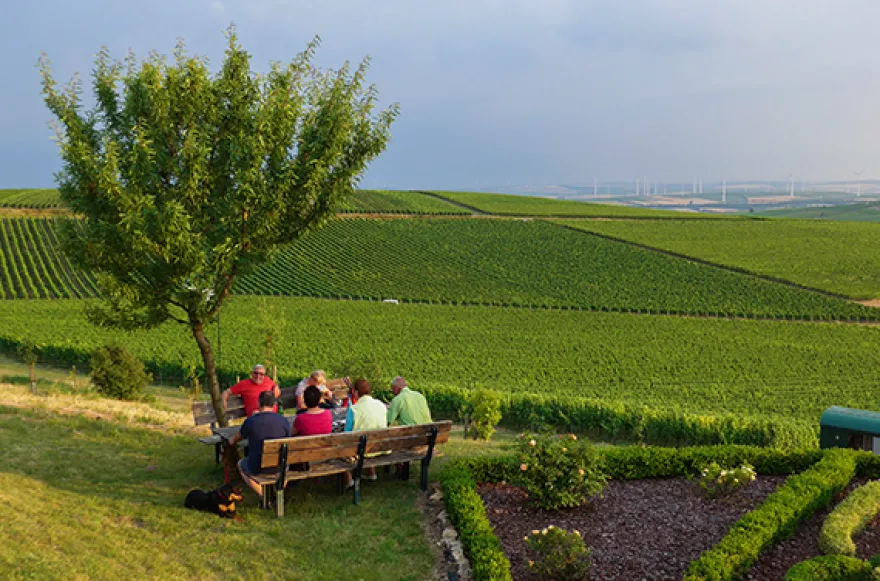 Weinwanderung Ingelheim am Rhein für 2 (2,5 Std.)