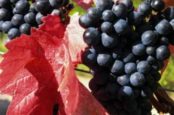 Weinwanderung Ingelheim am Rhein für 2 (2,5 Std.)