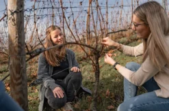 Weinwanderung Lieser an der Mosel