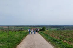 Weinwanderung Rheinhessen