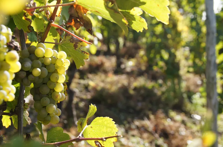 Weinwanderung und Schifffahrt auf der Mosel