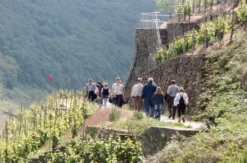 Weinwanderung und Schifffahrt auf der Mosel Traben-Trarbach
