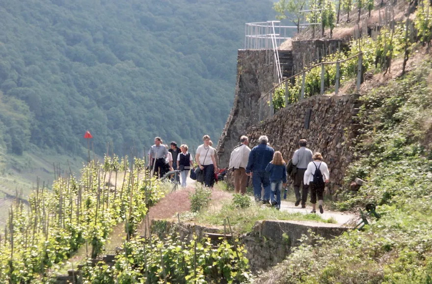 Weinwanderung und Schifffahrt auf der Mosel Cochem