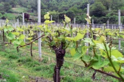 Weißweinwanderung Schriesheim