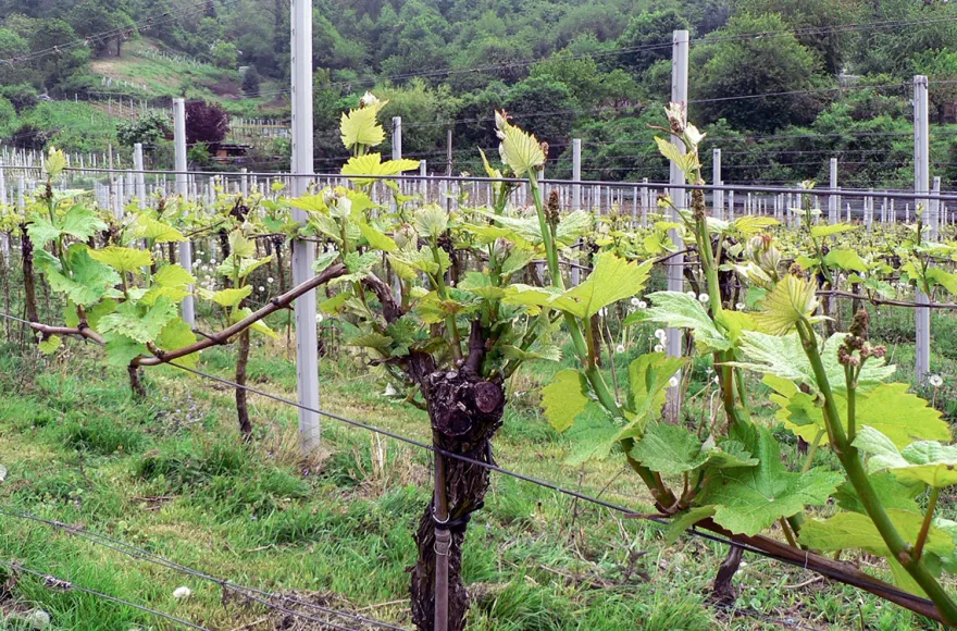 Weißweinwanderung Schriesheim