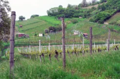 Weißweinwanderung Schriesheim