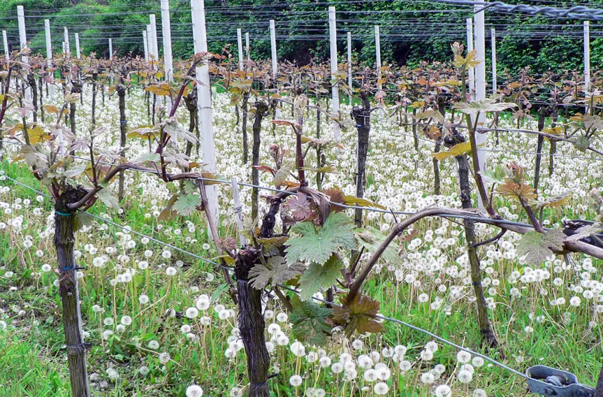 Weißweinwanderung Schriesheim