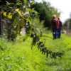 Wildkräuter Kurs Jüchen