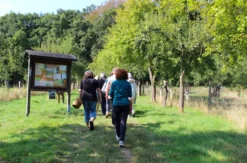 Wildkräuter Kurs Uhldingen-Mühlhofen
