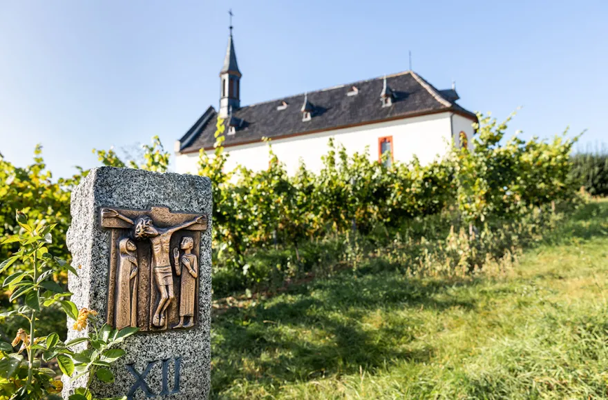 Wildkräuterwanderung durch die Weinberge Worms