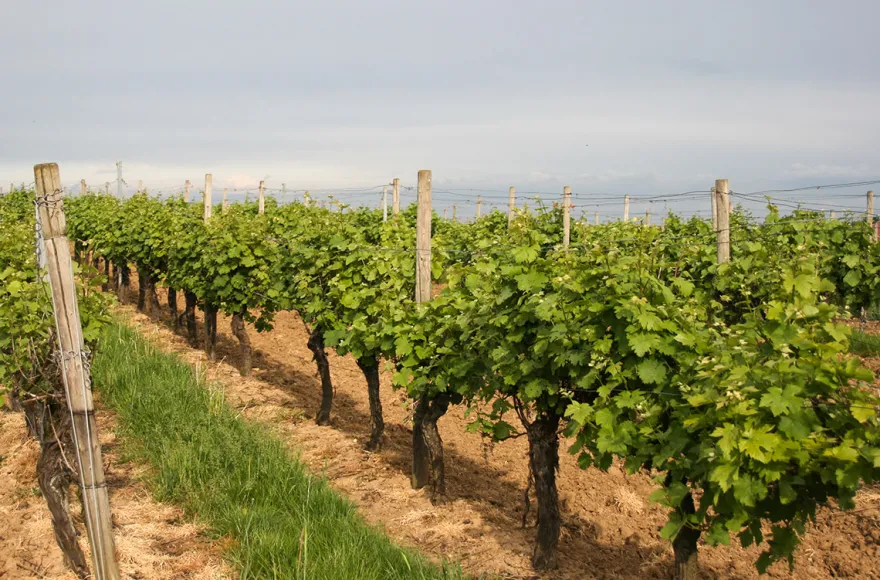 Wildkräuterwanderung durch die Weinberge Worms